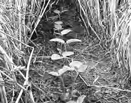 Figure 8-1. Relay crop soybeans between rows of wheat, ready to harvest.