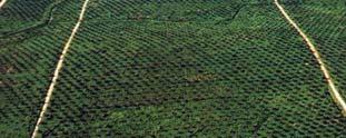 OPERATIONS REVIEW PLANTATION OVERVIEW IndoAgri is one of the largest plantation owners in Indonesia with total land bank of 539,016 hectares, of
