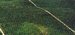 Oil palm remains our dominant crop with 183,113 hectares of planted area, followed by rubber 22,410 hectares.