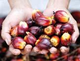 We currently operate 18 palm oil mills in various locations across Sumatra and Kalimantan, with a total capacity of approximately 3.