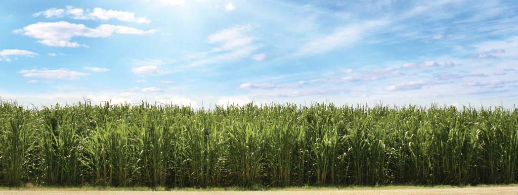 operations review plantation DIVERSIFICATION OF AGRIBUSINESS SUGAR BUSINESS The Group recognises sugar is an attractive industry in Indonesia, a net importer whose demand for this commodity is