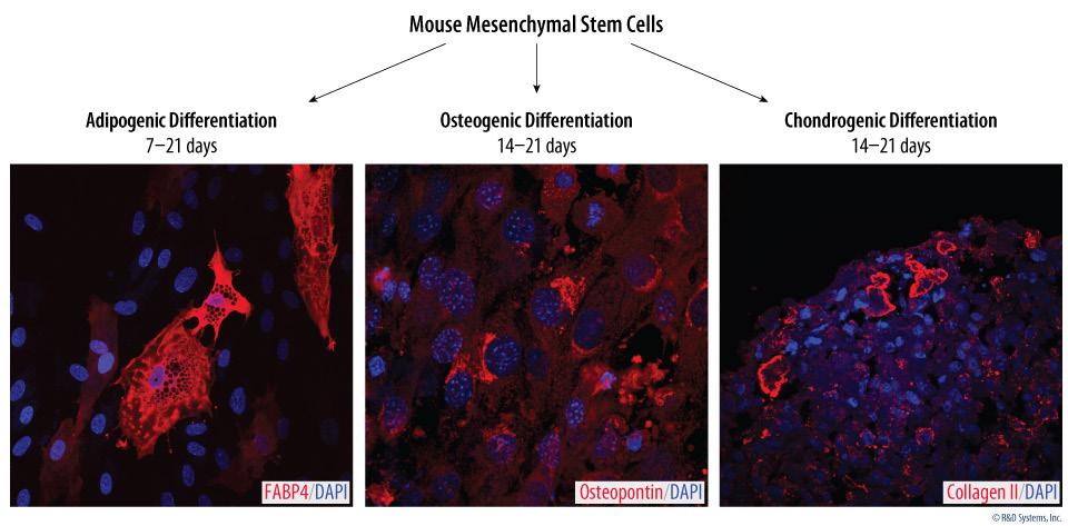 DATA EXAMPLES Verification of Multipotency using the Mouse Mesenchymal Stem Cell Functional Identification Kit.
