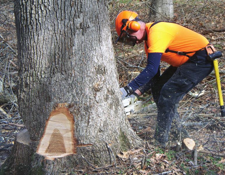 Forest Harvesting in Virginia Felling Figure 2. Manual felling, using a chainsaw. 4 Felling is the process of severing the tree stem from the stump so it can be moved and further processed.