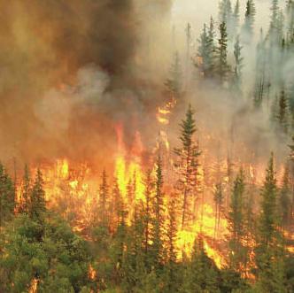 7. Reduce Vulnerability to Disturbances Fire Natural in many ecosystems Fire