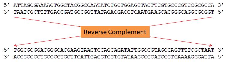 FIG 7 Insert sequence generated by reverse complement to generate complementary plasmid asrna transcript which hybridizes to mrna of the target gene to achieve gene knockdown at translation.