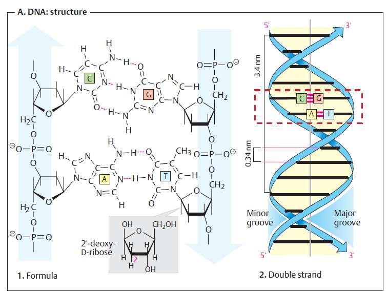 In general, DNA is double-stranded.