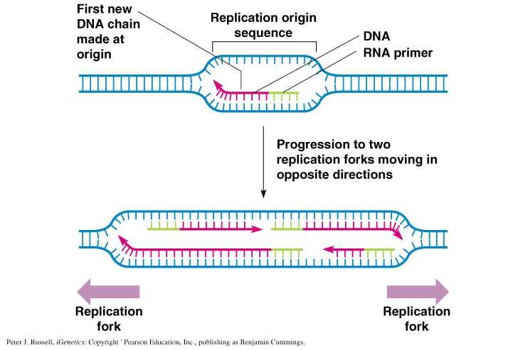 Origin of replication (e.g., the prokaryote example): Begins with double-helix denaturing into single-strands thus exposing the bases.