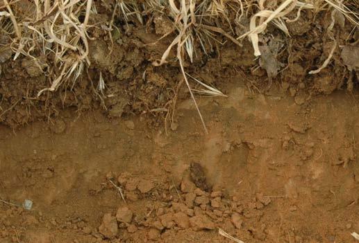 1. Grazing must not create soil compaction which functionally limits root and water penetration of the entire soil profile.