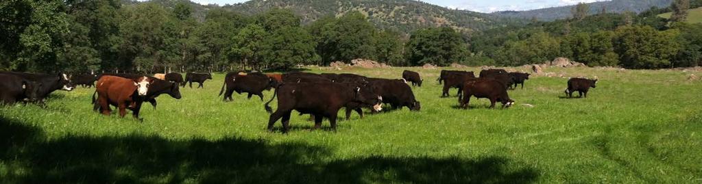 Do livestock grazing regimes influence soil biogeochemical processes and function?