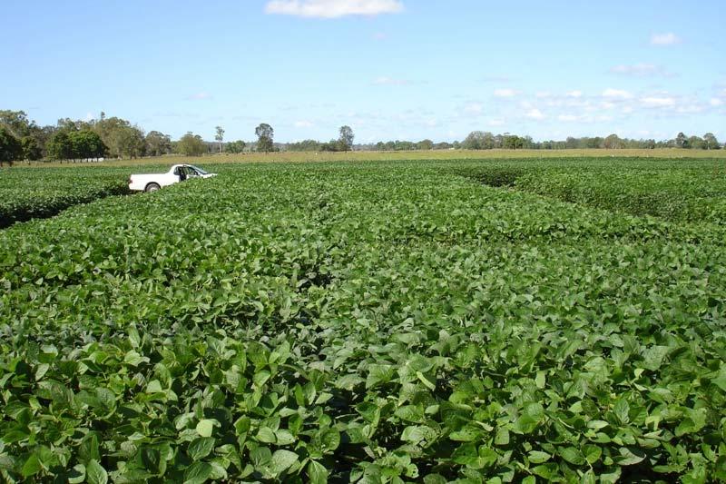 1. New Variety Evaluation - Summary of 2005-06 results Breeding Line Trial - Planted 13 th Dec 2005-84 new lines (43 NSW DPI + 41 CSIRO) with industry standards - Cowrie, Soya 791, Zeus (12) - 96