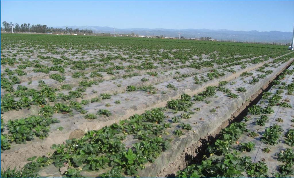 increased in drip fumigated fields