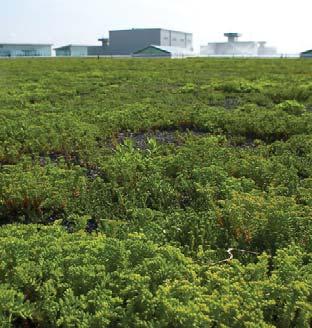 Teranap Extensive Green Roofs are characterized by low weight, low capital cost, and minimal maintenance.