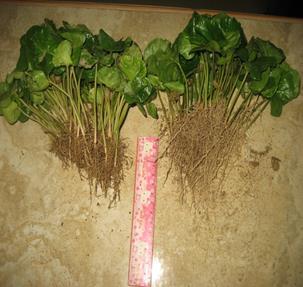 Results with seedlings in Guatemala 3 Trichoderma at the