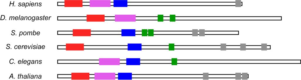 Creating Protein Families Use domains to identify family members Use a sequence to