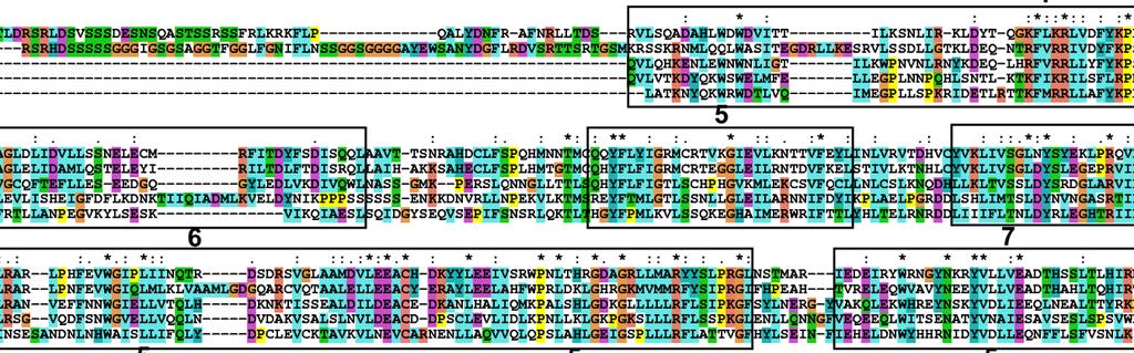 identify homologous sequences (family members) BLAST and Alignments Find Domains Find