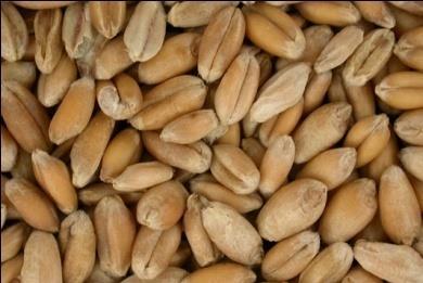 kernels Large grain