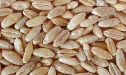 Foreign grain + seeds Ergot