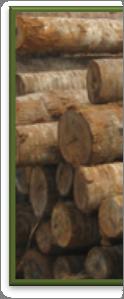 Reclaimed By Product (species: many, with emphasis on palm) (Products in Development) Our reclaimed