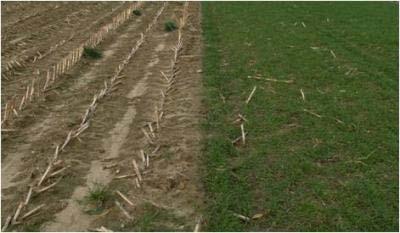 Cover crops in Oklahoma systems