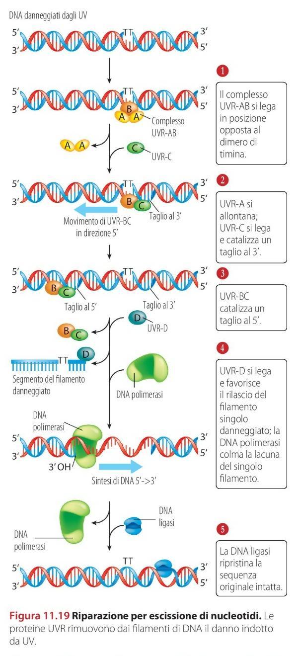Organisms Use DNA Repair Systems to Counteract Mutations Nucleotide