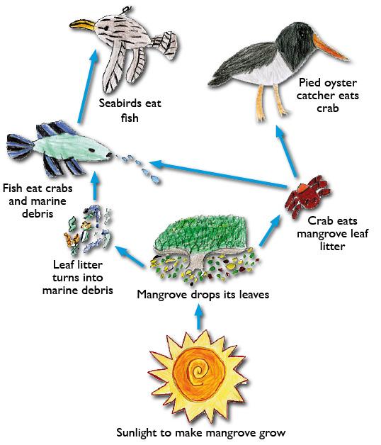 Trophic Levels and Food Chains Trophic level: A feeding level in an ecosystem Food chain: lineup of organisms that shows who eats who o Shows how matter and energy move through an ecosystem 3 Eaten