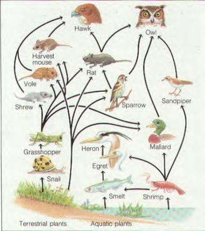Food web A network of connected food chains More realistic than a food chain because most organisms feed on more than one species for food 5 Cycles in Nature There is only a limited amount of