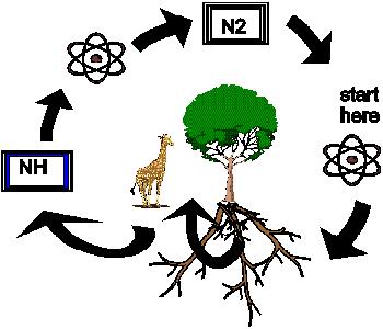 Nitrogen Cycle 6 1. Nitrogen fixation: Bacteria in the ground change nitrogen from the atmosphere (N 2 ) to different nitrogen compounds 5.