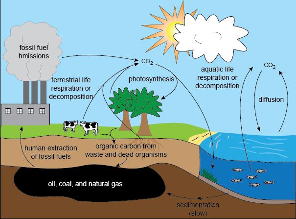 Oxygen-Carbon Cycle 8 1. Carbon dioxide (CO 2 ) and oxygen (O 2 ) are found in the atmosphere 2. Plants use CO 2 to make their own food (photosynthesis) 2.