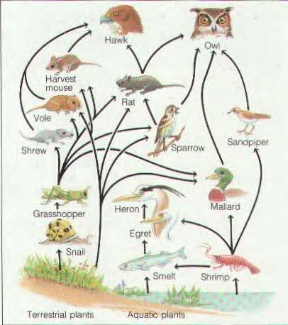 Food web A network of connected food chains More realistic than a food chain because most organisms feed on more than one species for food 6 Cycles in Nature There is only a limited amount of