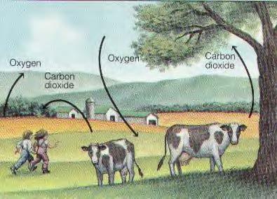 Oxygen-Carbon Cycle 9 1. Carbon dioxide (CO 2 ) and oxygen (O 2 ) are found in the atmosphere 2. Plants use CO 2 to make their own food (photosynthesis) 2.