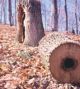 Wayne Clatterbuck future. The goal of this publication is to explain why hardwood stands become degraded and to describe corrective measures for improving degraded hardwood stands.
