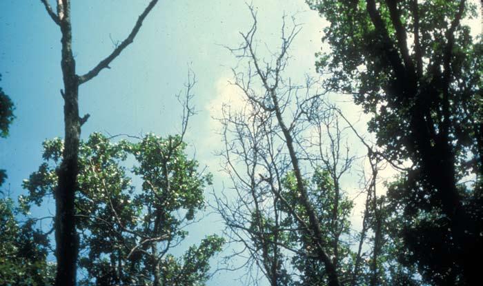 and a large proportion of shade-tolerant species that are undesirable for timber production (Ezell 1992).