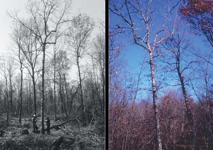 Wayne Clatterbuck A diameter-limit harvest leaving white oak trees with little potential to increase in value. The second photo is of the same tree 15 years after the harvest.