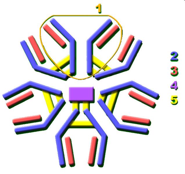 IgM antigen binding sites IgM is a pentamer molecule (has five Ig units).