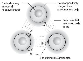 Zeta Potential Because of its small size, IgG can not bridge between red cells because of the