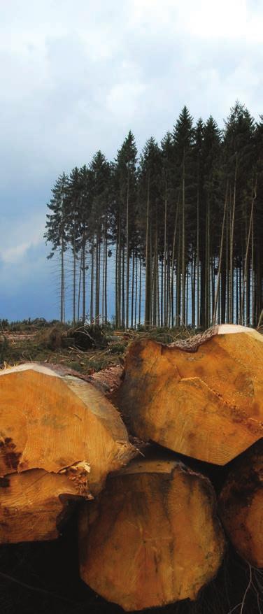 The Myth: The Paper Industry destroys forests Europe s forests are increasing in size The Paper Industry drives forest growth Over 70% of the fibres used to make paper in the UK come from paper