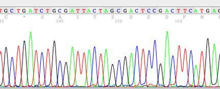 http://bjpsbiotech.edublogs.org/files/2007/12/electropherogram.jpg How are Sequences Made? 1. Make lots of copies of original sequence (PCR) 2.