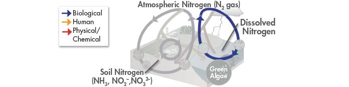 The Nitrogen Cycle Dissolved nitrogen exists in