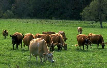 Organic Dairy Cows Washington State 18,000 16,000 14,000 12,000 10,000 8,000 6,000 4,000 2,000 0 2005 2006 2007 2008 2009 2010 2011