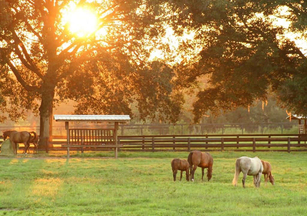 EVALUATING YOUR FARM Implementing the BMPs described in this manual on your horse farm will help protect Florida s water resources, potentially save you money, and improve the efficiency of your farm