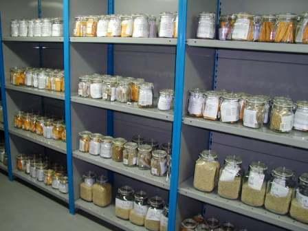 Conservation of plant genetic resources adapted to marginal environments ICBA s genebank a unique repository of germplasm of salt-tolerant species Over 9400 accessions of 220