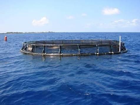 aquaculture as, The propagation and rearing of aquatic organisms in controlled or selected aquatic environments for any commercial,