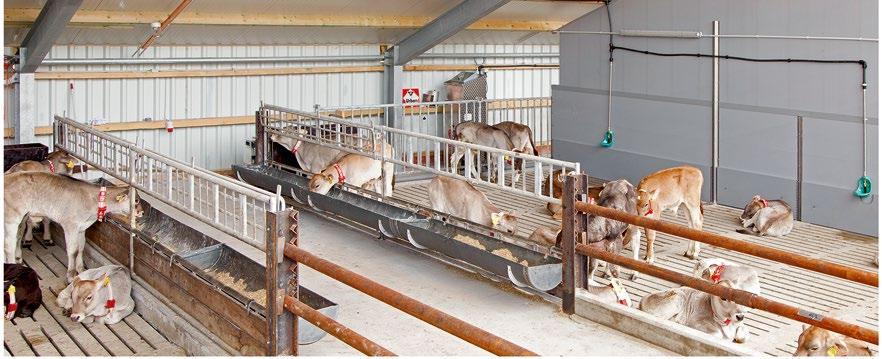 50 / hour Net annual costs: US$ 22,662 Yearly saving of time: 416 hours Automated cubicle bedding machine US$ 18.