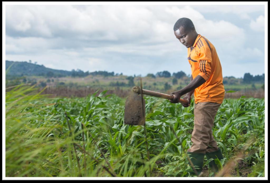 Emmanuel Uggi working in his field at Farmer Field School, Ibumila Village, Mgama Ward, Iringa Region, Tanzania.