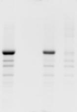 Analysis of ligation product: 2 % denaturing urea PAGE-gels as well as native PAGE-Gels in TBE buffer were used. Stain: SYBR GREE (Molecular Probes).