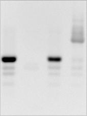 Column 1: 5 -FAM-36mer, Column 2: 3 -DABCYL-36mer, Column 3: both partial strands mixed, Column 4: ligation mixture; c) ative PAGE stained with SYBR Green (1:1 dilution in TBE buffer), labeled as in