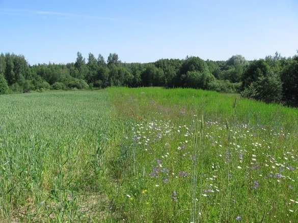 situated between forest and arable land If grass strip is less