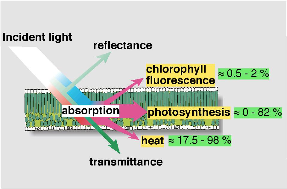 Another spin-off: Chlorophyll Fluorescence A residual / % log(radiance) -2 0.1 0.0-0.1-0.2-0.3-0.4-0.