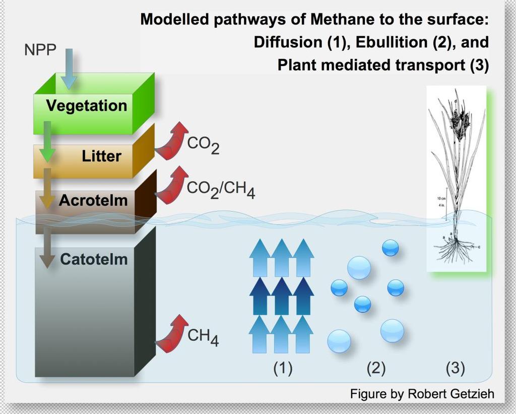 Methane production and oxidation (Diffusive) transport in peat and plants