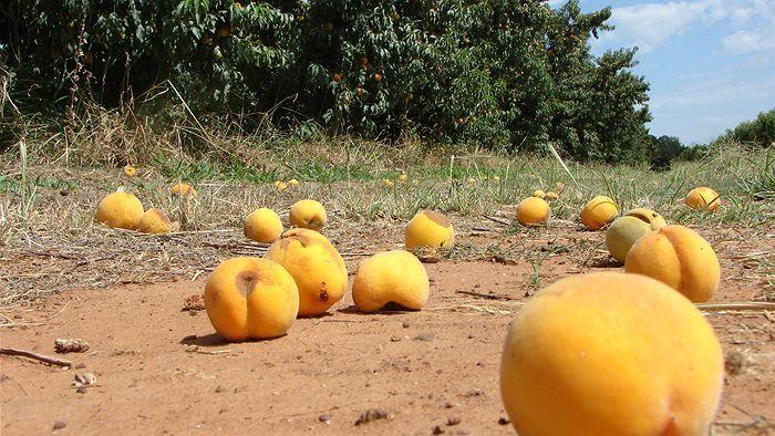 Case Study: SPC Ardmona Negative Impacts on the Environment Approximately 15% of the total canning peach crop is left on the trees.